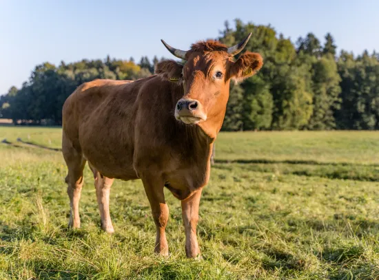 Pepe ANDECHSER NATUR Kuhpatenschaft_Kuh Pepe