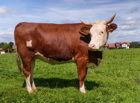 Verena ANDECHSER NATUR Kuhpatenschaft_Kuh Verena